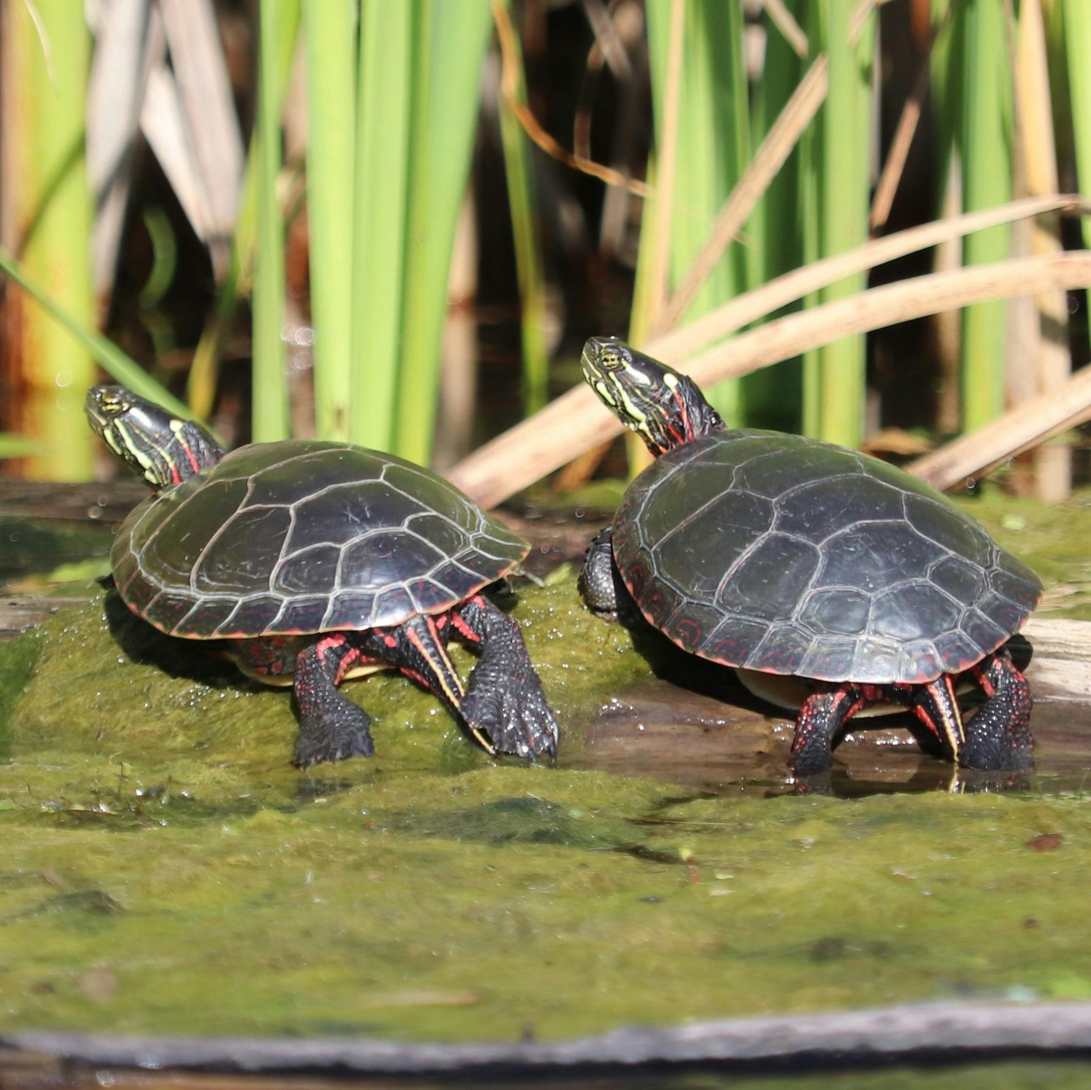 Midland Painted Turtle