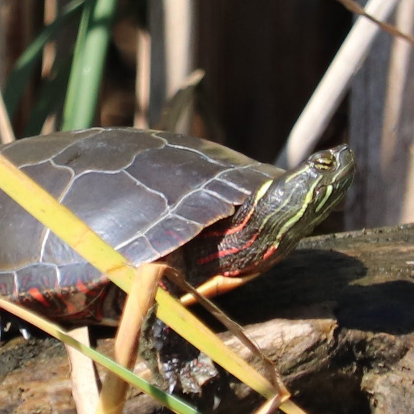 Midland Painted Turtle