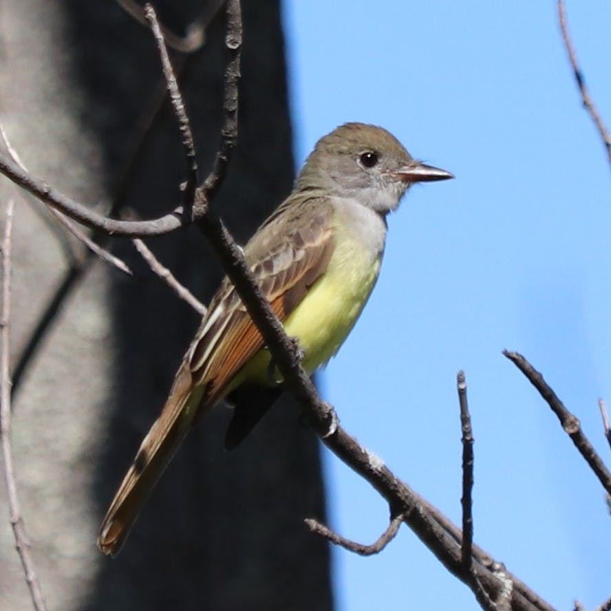 Great Crested Flycatcher