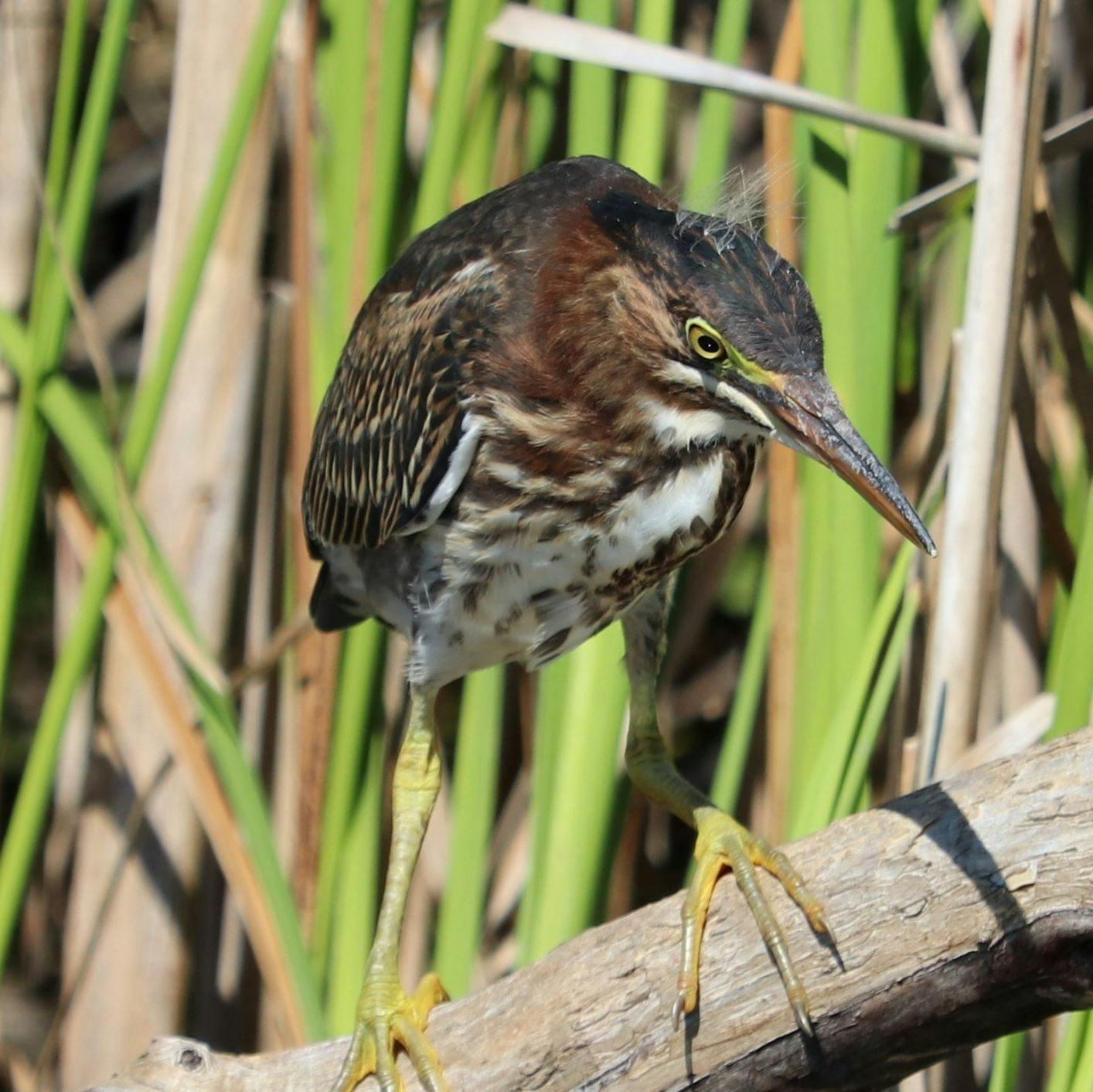 Green Heron