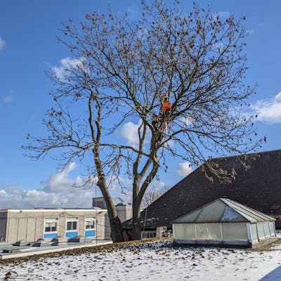 Tree Pruning