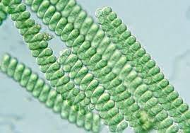  Spirulina Platensis