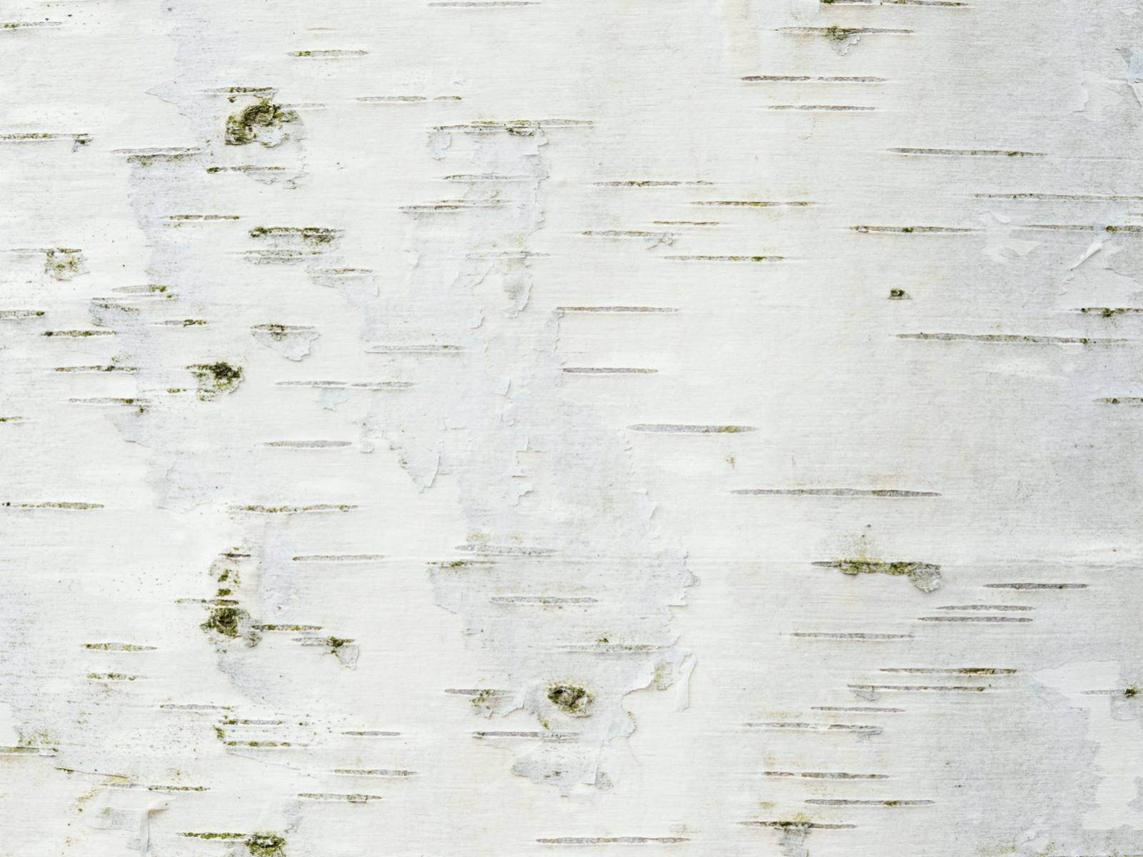 Johnny Thorpe | Adirondack Trapper