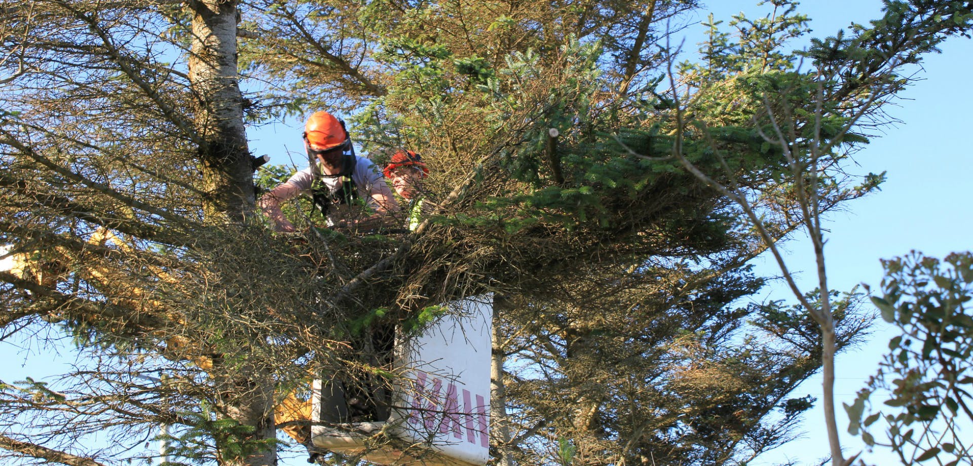 Safe Removal of Unsafe Trees