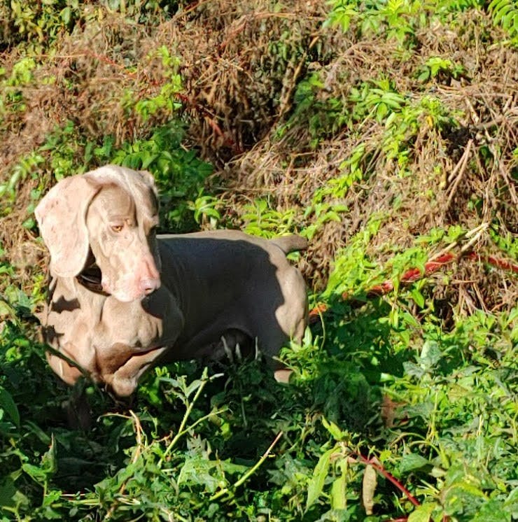 Weimaraners