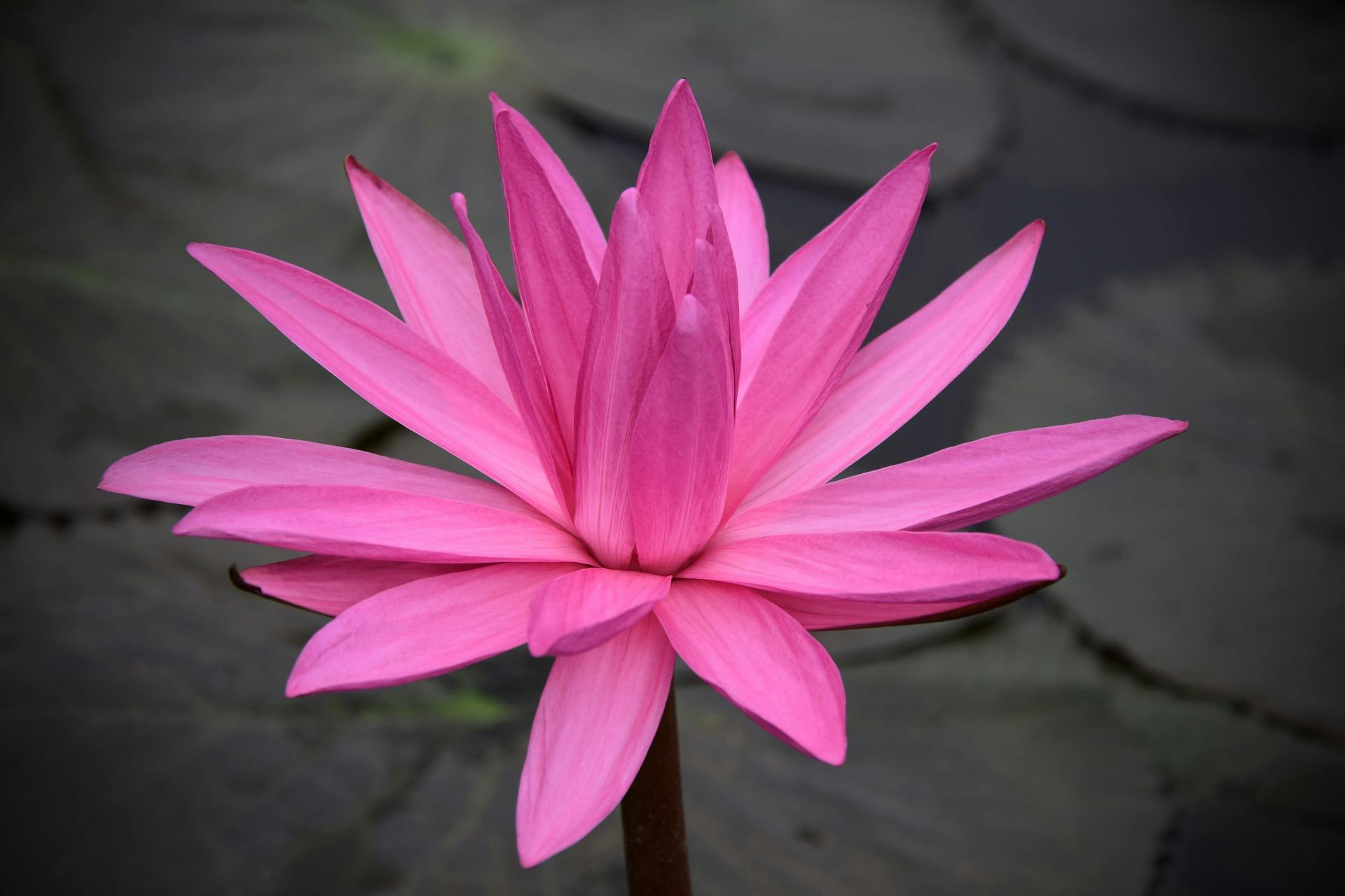 PWA - DBC Style 1 MASTER FINAL CSS - PINK Premium