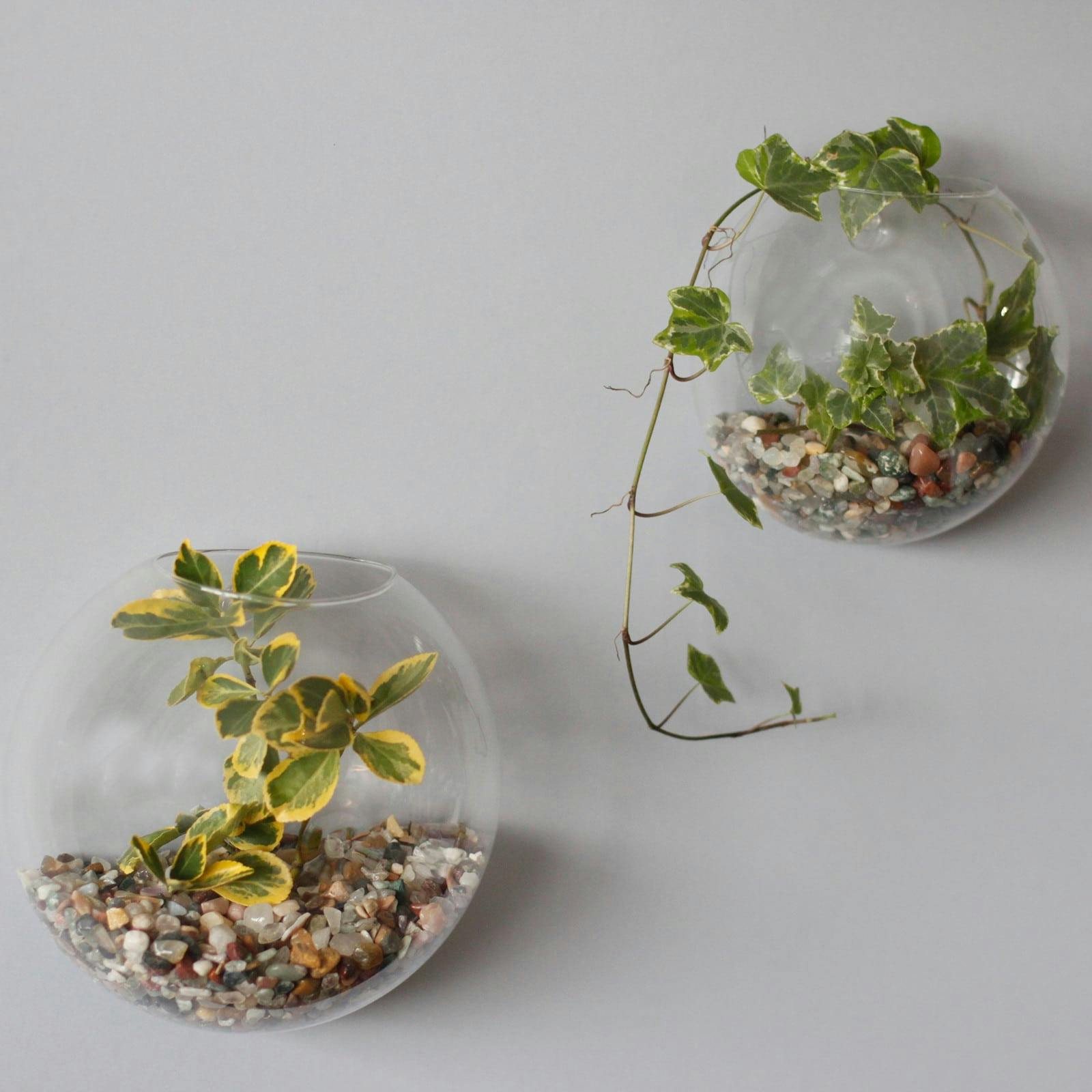 All Glass Terrarium - Small Hanging Wall Bowl Image