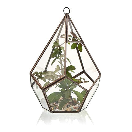 Glass Terrarium - Large Pentagon Image