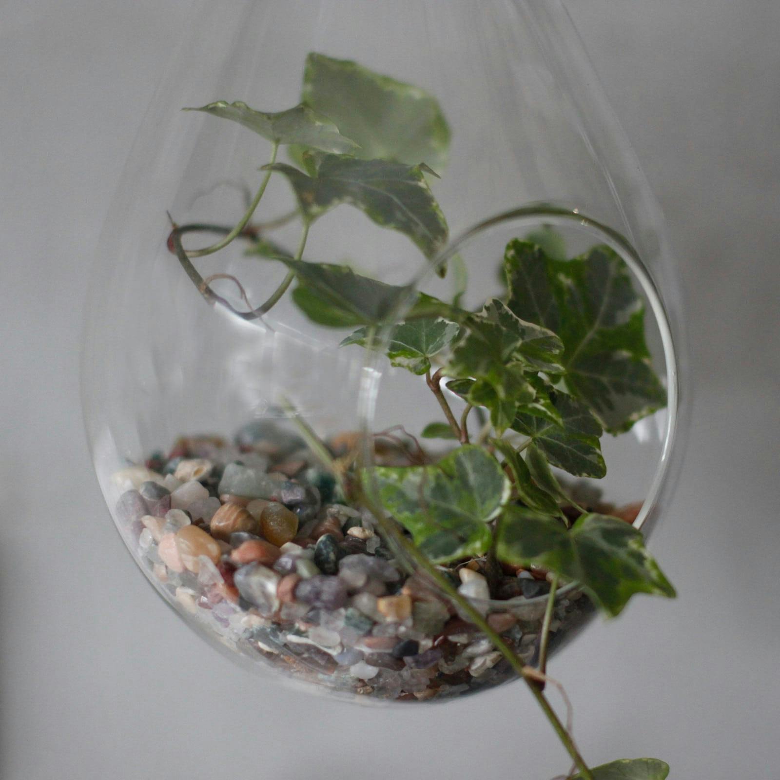 All Glass Terrarium - Hanging Teardrop on Rope Image