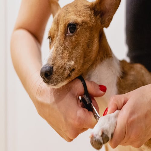 Dog nail trim