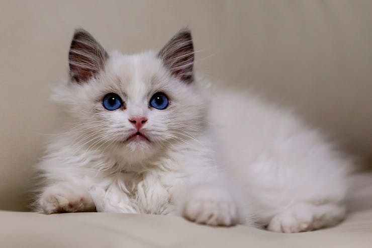 White cat blue eyes