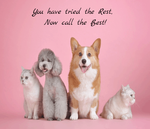 Jan's dog deals grooming