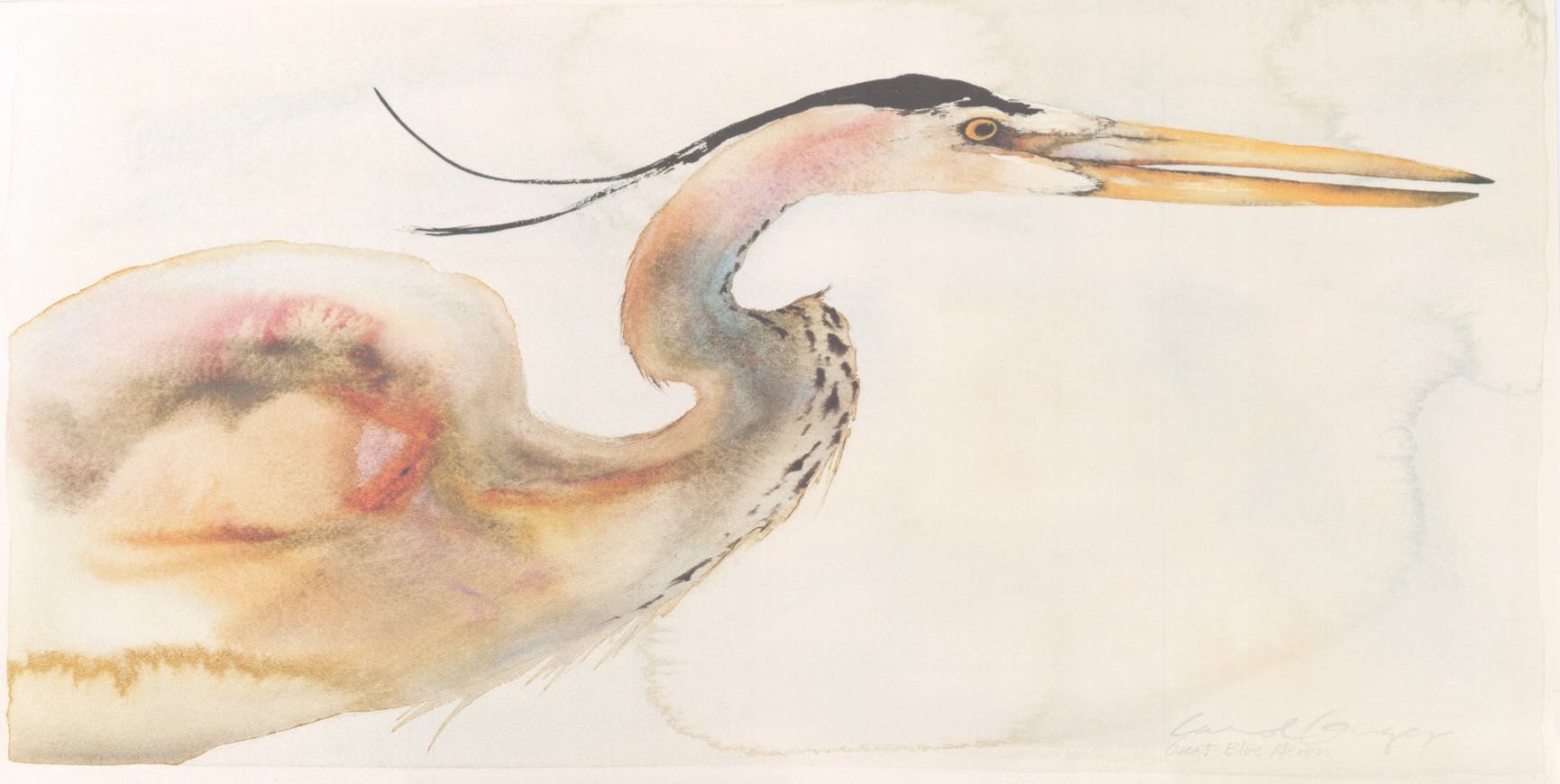 Great Blue Heron - Art Print By Carol Grigg