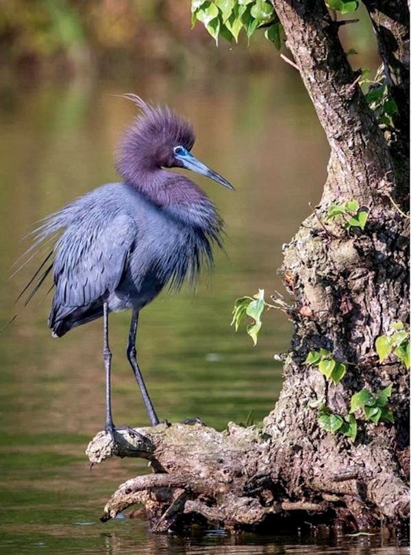 Blue Heron - Wild Life - Nature Series Art