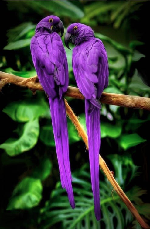 Purple Parrots - Life - Nature Series Art