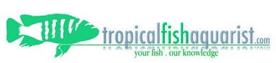 The Calming Effects of Tropical Fish Keeping
