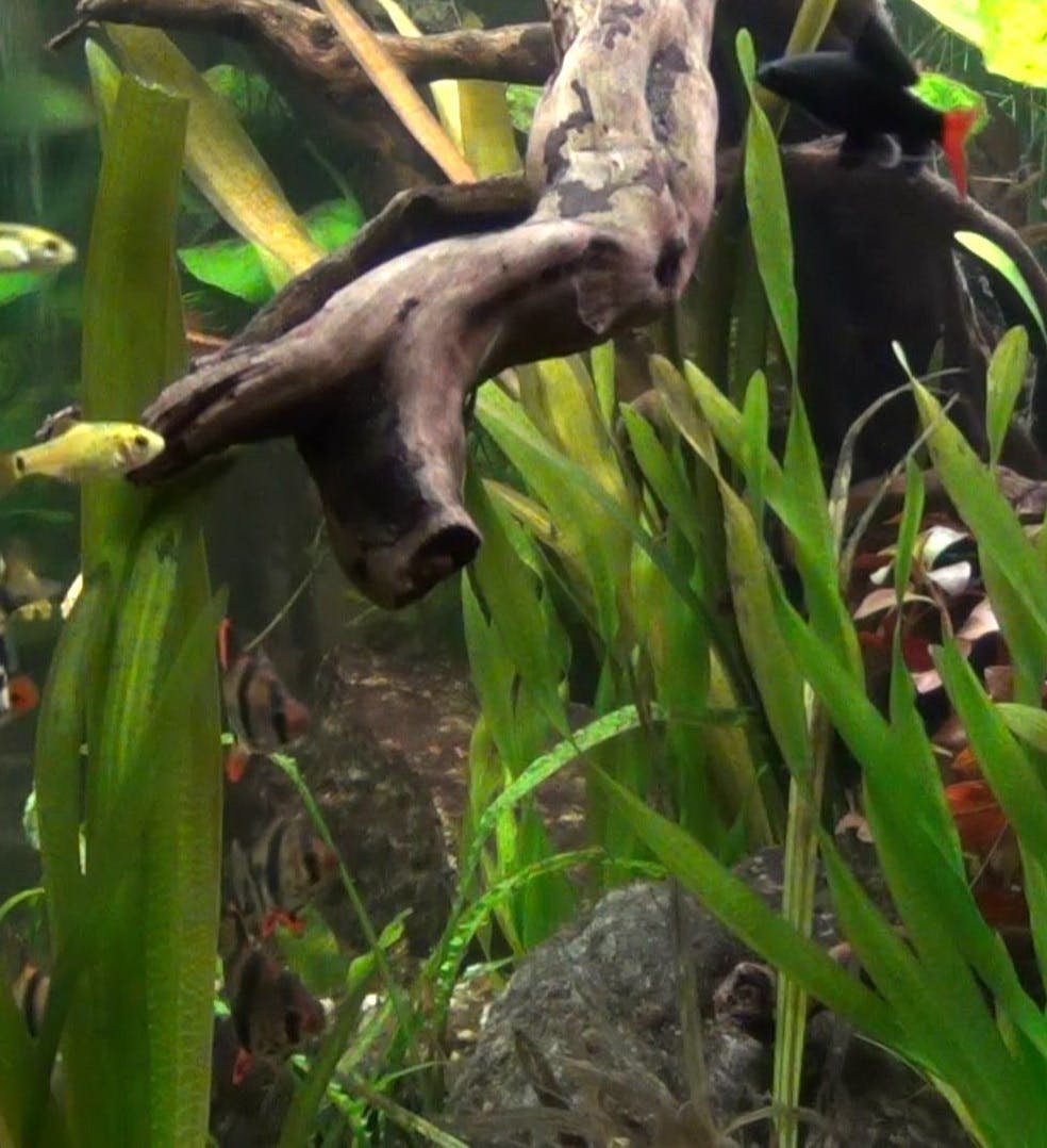 Tropical Fish Aquarist