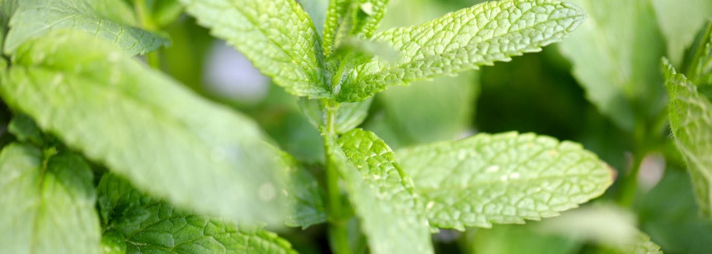 Aquaponics For Aquarists