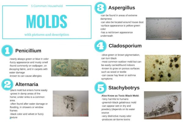 5 Most Common Household Molds