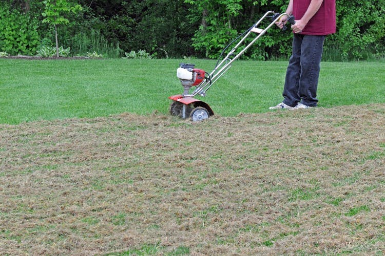 lawn care lawn maintenance service