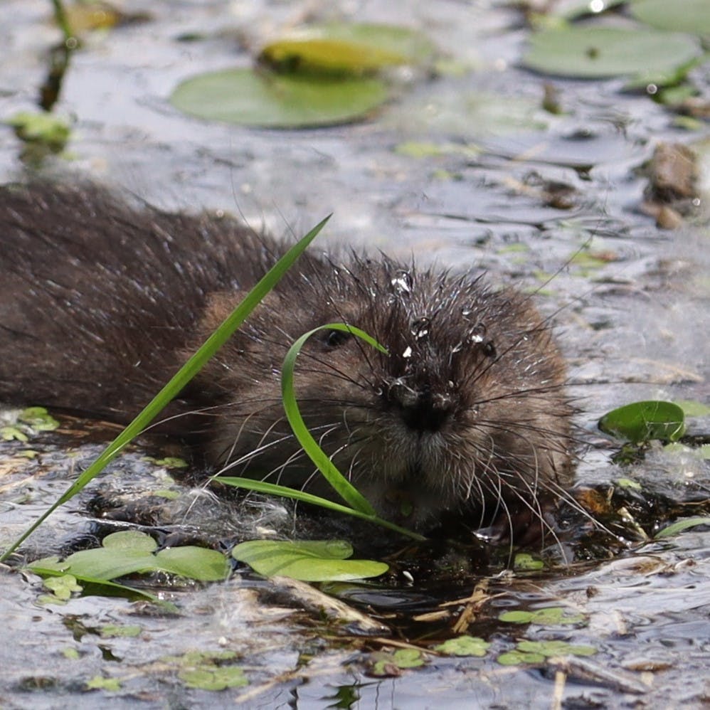 Muskrat