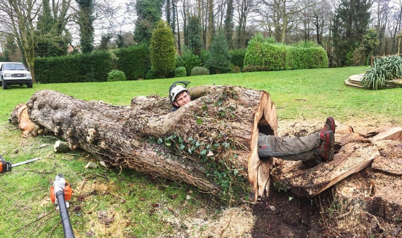 Tree Removal