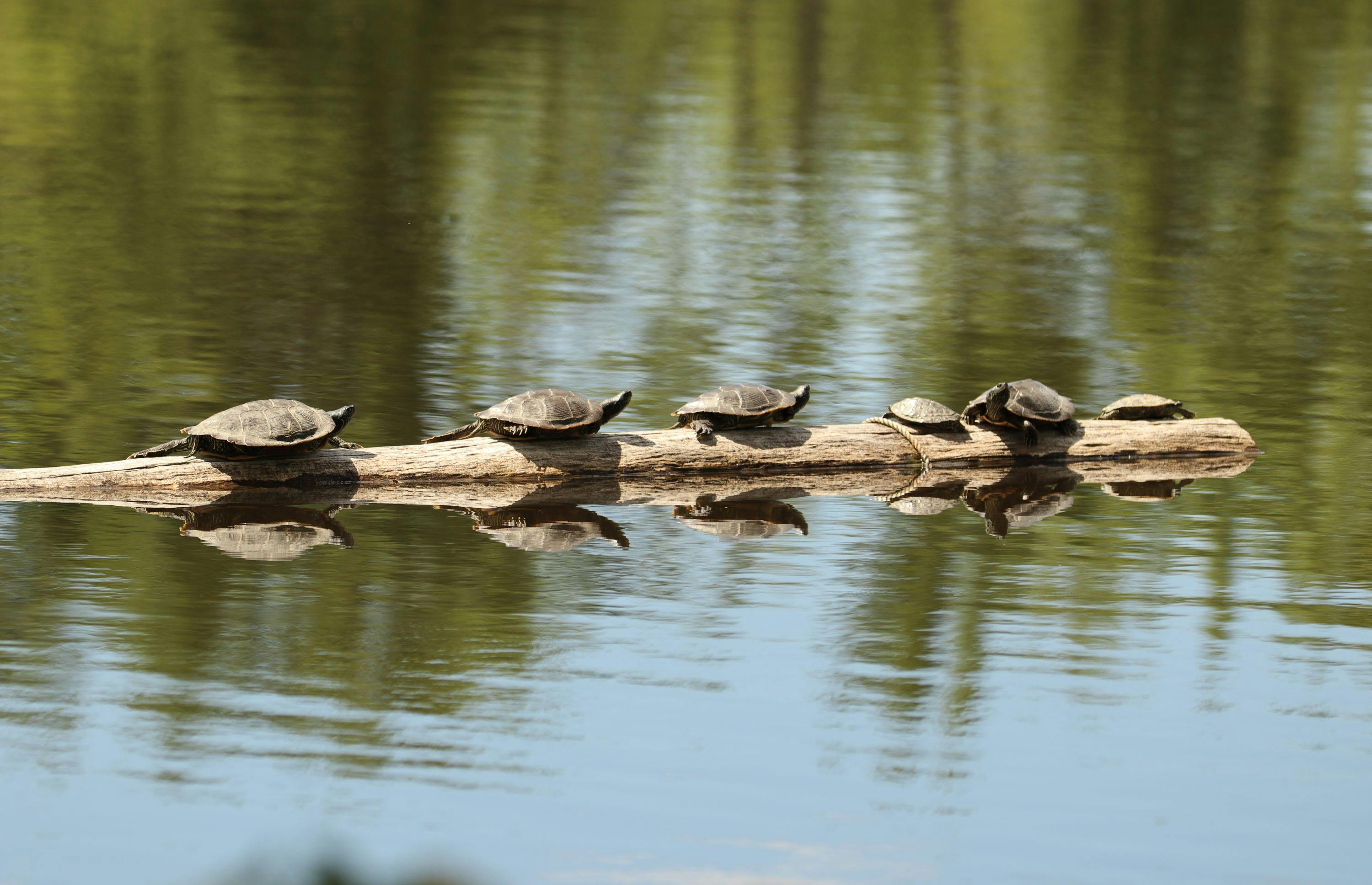Riverview Kayak Rental