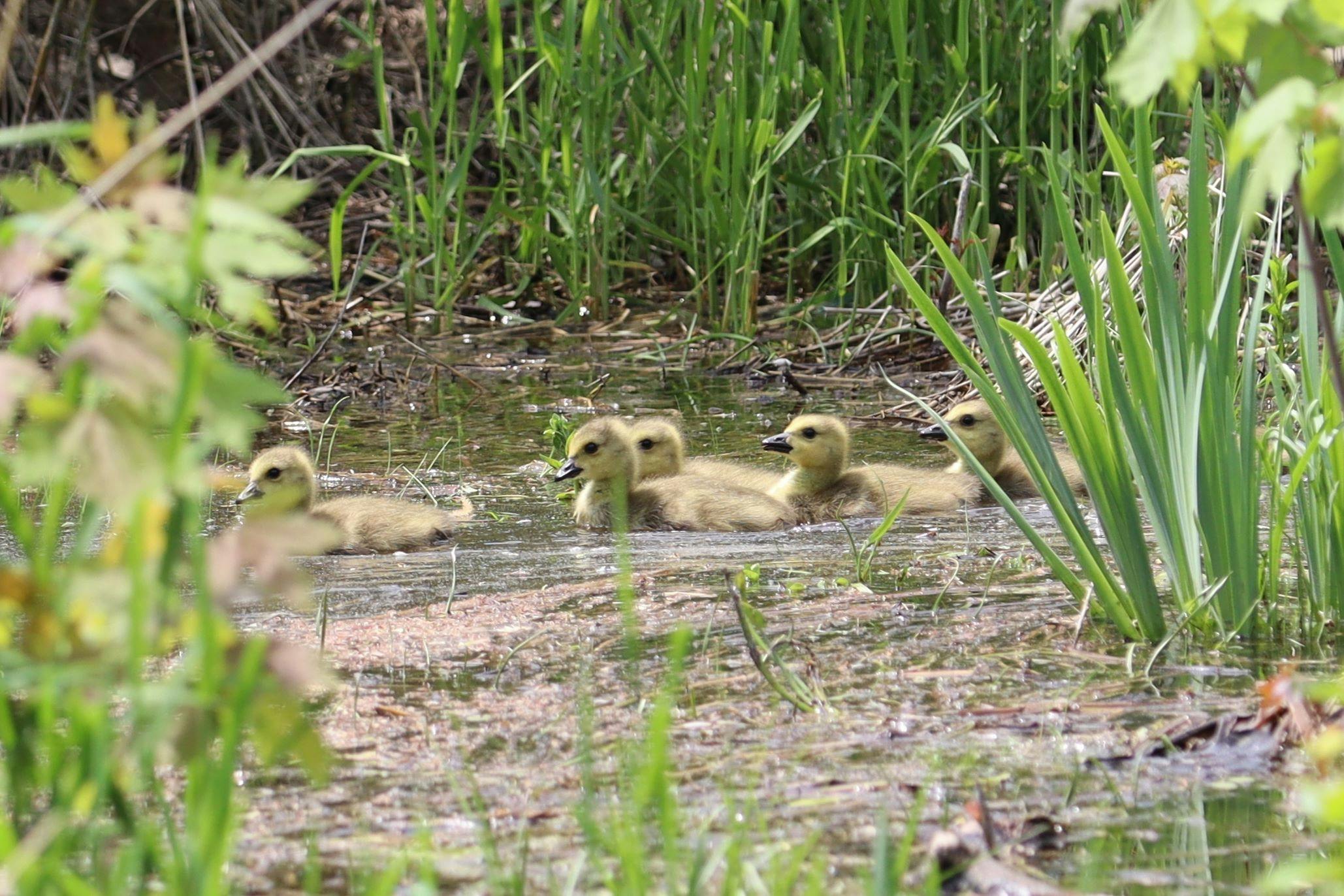 Riverview Kayak Rental