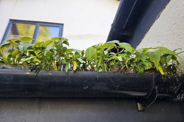 Conservatory gutter that needs cleaning