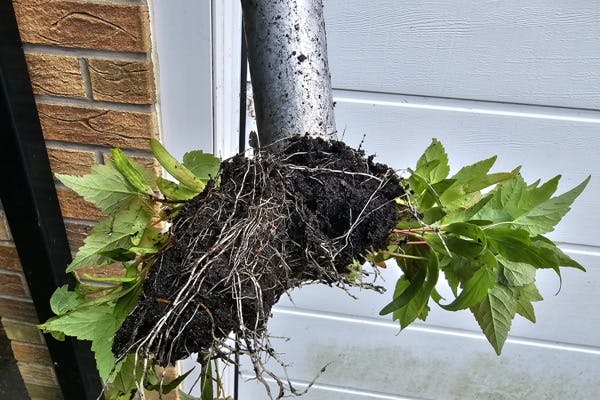 Conservatory gutter that needs cleaning