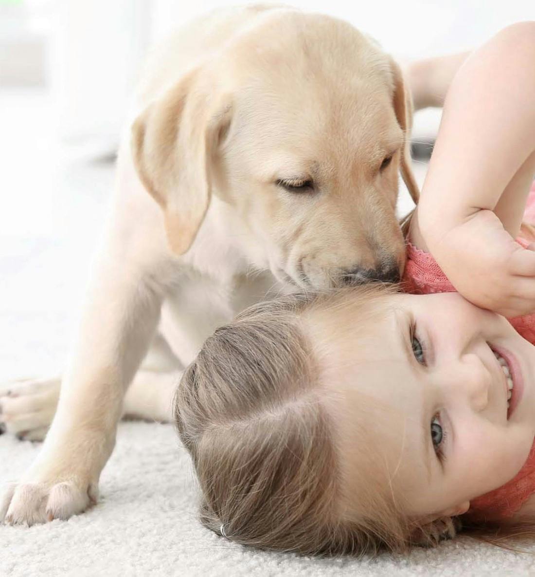 Carpet & Upholstery Cleaning Services in Raleigh