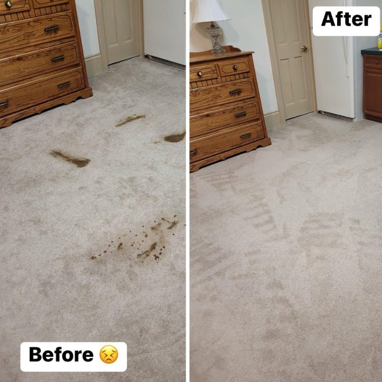 Total Care Carpet & Upholstery Cleaning