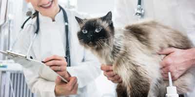 Parasite Control (Fleas, Ticks & Heartworms)