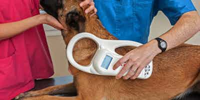 Microchipping