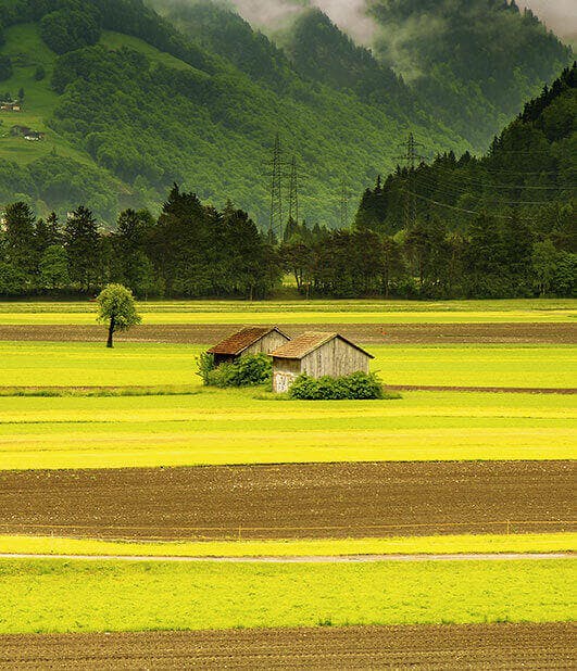 lush green fields