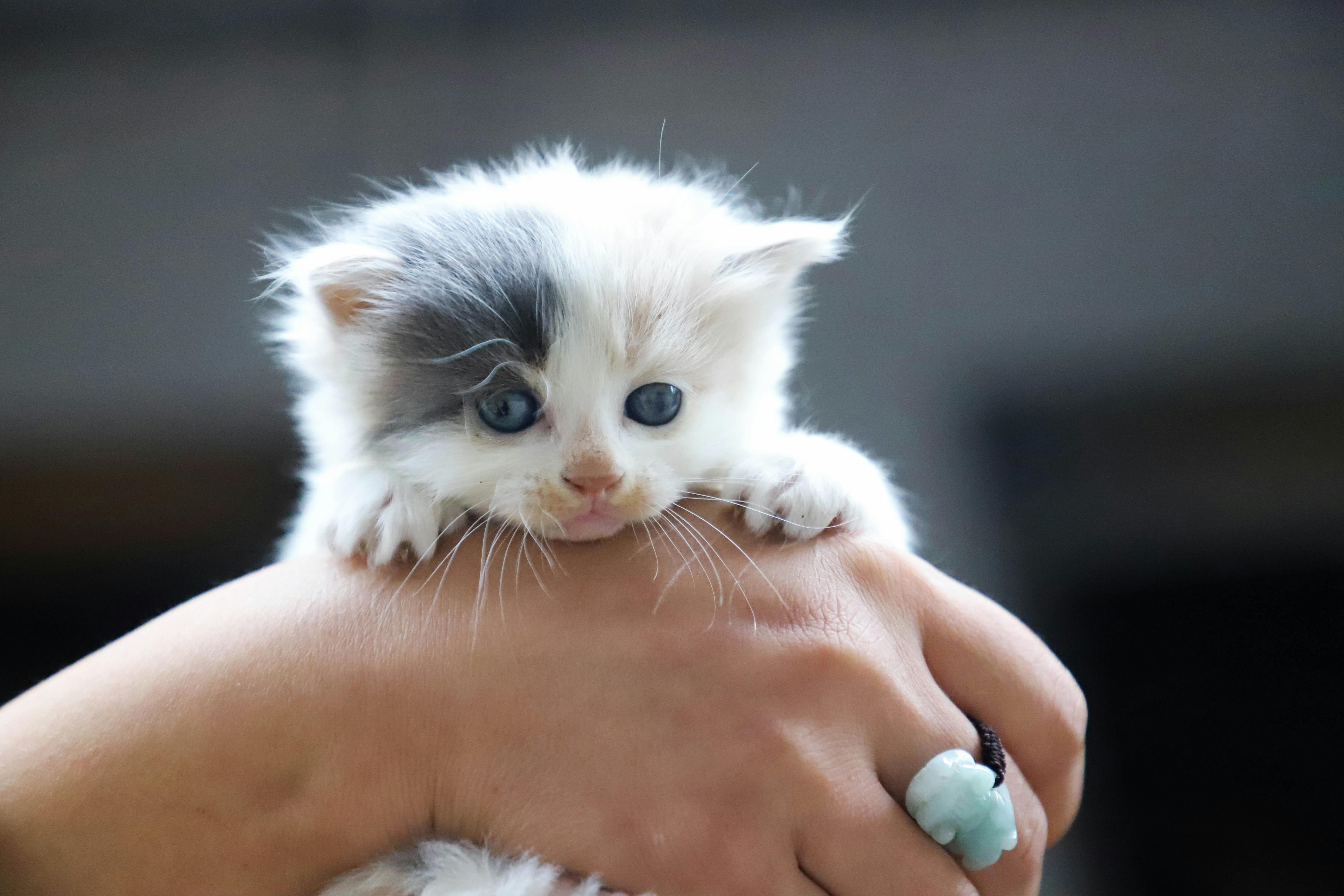 image of a woman holding a white kitten