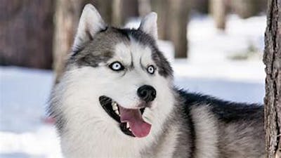 IL SIBERIAN HUSKY