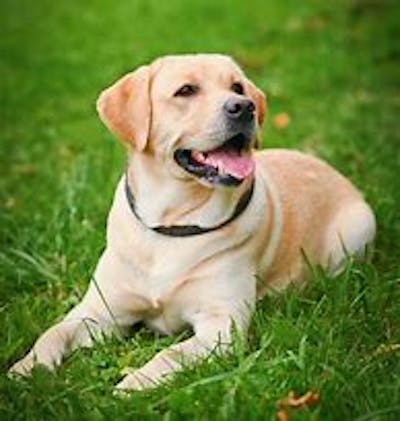 IL LABRADOR RETRIVER