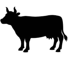 BOVINO