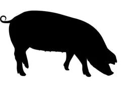 SUINO