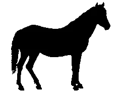 EQUINO