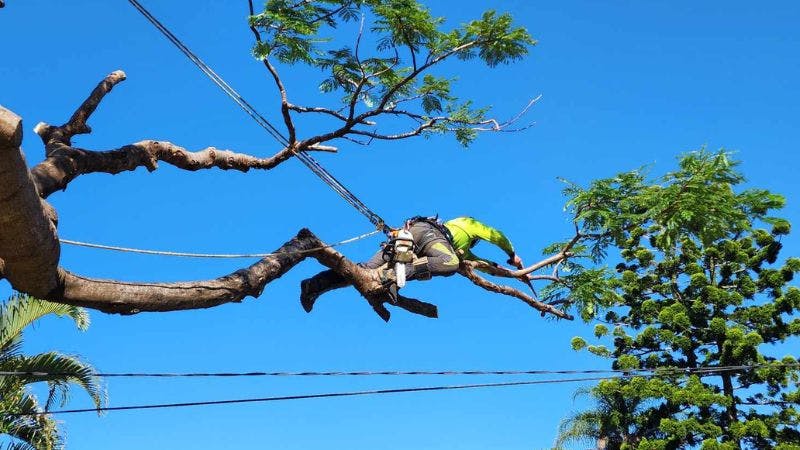Your Trusted Tree Care Specialists in Brisbane| Jamies Tree Service