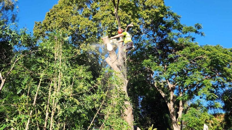 Your Trusted Tree Care Specialists in Brisbane| Jamies Tree Service