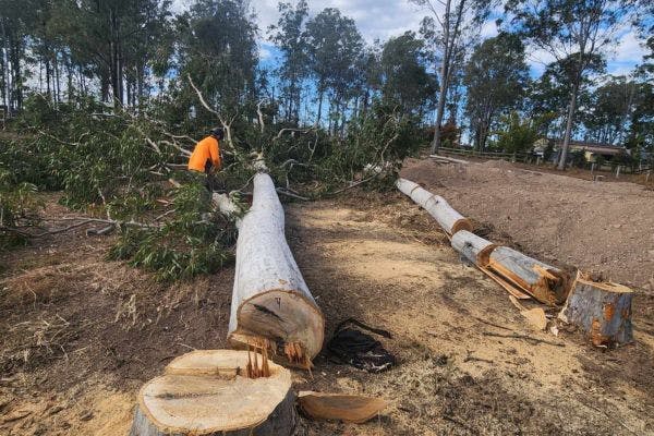 Tree Felling & Removal