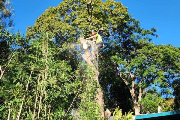 Tree Lopping & Removal
