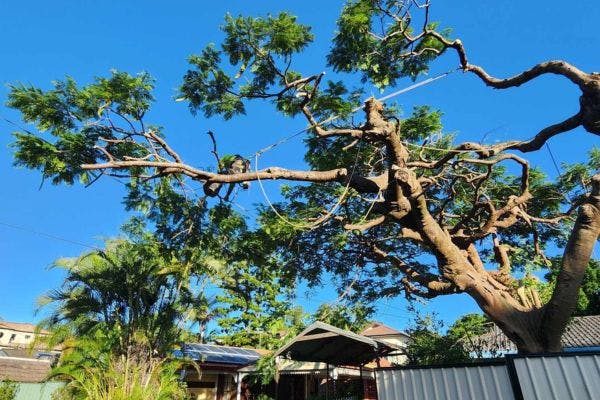 Tree Surgery & Pruning