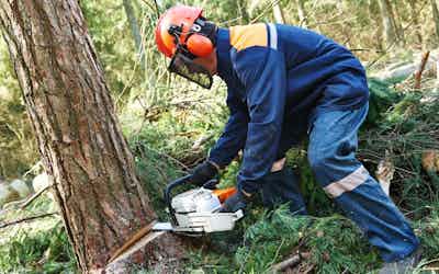 Safety First: Essential Precautions for DIY Tree Maintenance
