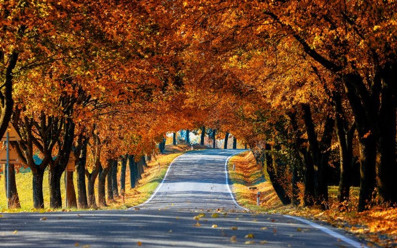 The Ultimate Guide to Seasonal Tree Care for Homeowners and Property Managers