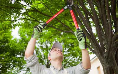 The Ultimate Guide to Tree Care: Tips and Techniques for Healthy and Beautiful Trees