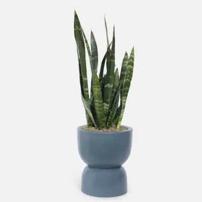 Snake Plant Black Coral Hourglass